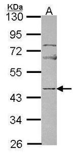 NPTX2 Antibody in Western Blot (WB)