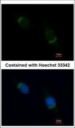 Nucleobindin 1 Antibody in Immunocytochemistry (ICC/IF)