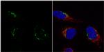 Nucleobindin 1 Polyclonal Antibody