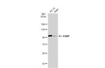 OSBP Polyclonal Antibody