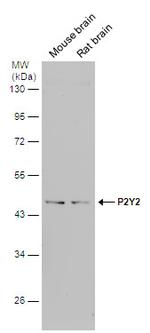 P2Y2 Antibody in Western Blot (WB)