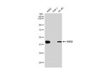 P2Y2 Antibody in Western Blot (WB)