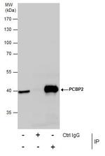 PCBP2 Antibody in Immunoprecipitation (IP)