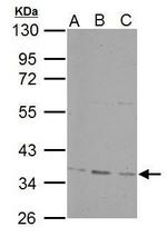PPP4C Antibody in Western Blot (WB)