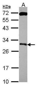 Kallikrein 10 Polyclonal Antibody