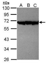 PSMD12 Antibody in Western Blot (WB)