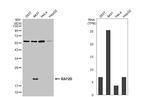 RAP2B Antibody in Western Blot (WB)