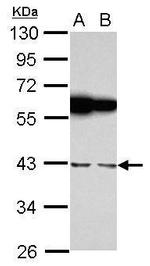 RBMS1 Polyclonal Antibody