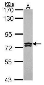 RNPEP Polyclonal Antibody