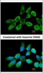 RPL3 Polyclonal Antibody