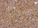 RPL9 Antibody in Immunohistochemistry (Paraffin) (IHC (P))
