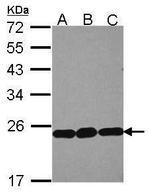 RPL9 Antibody in Western Blot (WB)