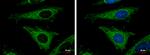 MRPL12 Polyclonal Antibody