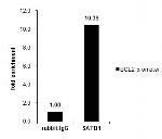 SATB1 Antibody in ChIP Assay (ChIP)