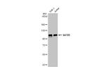 SATB1 Antibody in Western Blot (WB)