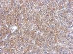 SEC13 Polyclonal Antibody