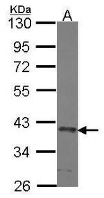 SEC13 Antibody in Western Blot (WB)