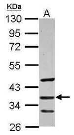 SFRP5 Antibody in Western Blot (WB)