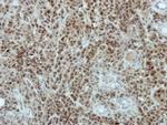 SFRS10 Antibody in Immunohistochemistry (Paraffin) (IHC (P))