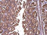 SFRS10 Antibody in Immunohistochemistry (Paraffin) (IHC (P))