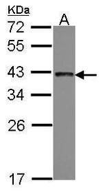 SFRS10 Antibody in Western Blot (WB)