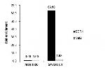 SMARCC1 Antibody in ChIP Assay (ChIP)