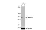 SMARCC1 Antibody in Western Blot (WB)