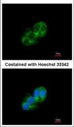 STAC Polyclonal Antibody