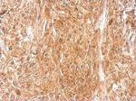STAC Antibody in Immunohistochemistry (Paraffin) (IHC (P))