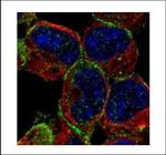 MUNC18 Antibody in Immunocytochemistry (ICC/IF)