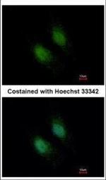 Unc18-2 Polyclonal Antibody