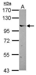 ELOA Polyclonal Antibody