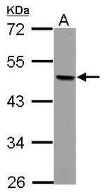 AP2 beta Polyclonal Antibody