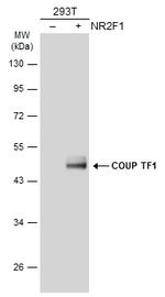 NR2F1 Polyclonal Antibody