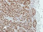 TLE4 Antibody in Immunohistochemistry (Paraffin) (IHC (P))