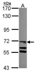 TLE4 Antibody in Western Blot (WB)