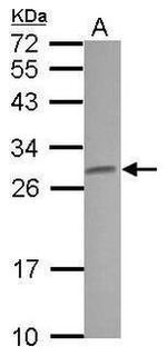 Claudin 5 Antibody in Western Blot (WB)