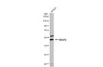 WNT7B Antibody in Western Blot (WB)