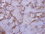 WNT7B Antibody in Immunohistochemistry (Paraffin) (IHC (P))