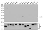 WNT7B Antibody in Western Blot (WB)