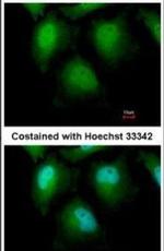 ZKSCAN1 Antibody in Immunocytochemistry (ICC/IF)