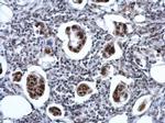 ZNF133 Antibody in Immunohistochemistry (Paraffin) (IHC (P))
