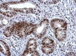 ZNF133 Antibody in Immunohistochemistry (Paraffin) (IHC (P))