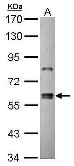 ZNF133 Antibody in Western Blot (WB)
