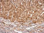PEX5 Antibody in Immunohistochemistry (Paraffin) (IHC (P))