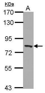 PEX5 Antibody in Western Blot (WB)