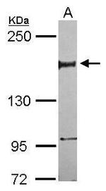 NFRKB Antibody in Western Blot (WB)