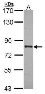 ABCB7 Polyclonal Antibody