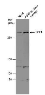 HCFC1 Polyclonal Antibody