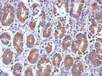 eIF5 Polyclonal Antibody